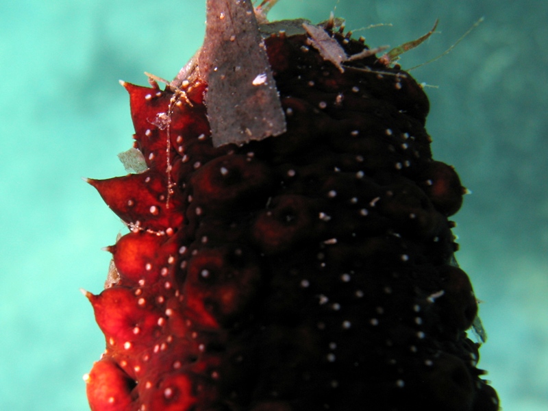 Confronti: Holothuria forskali, Holothuria poli, H. tubulosa